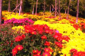 五一期间北京市内赏花好去处