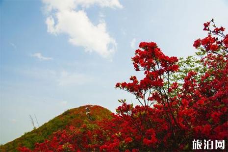 2019大围山国际杜鹃花节免费入园政策调整