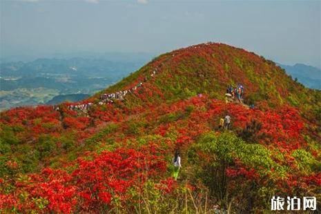 2019大围山国际杜鹃花节免费入园政策调整