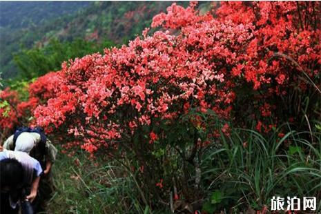 香格里拉杜鹃花海在哪里