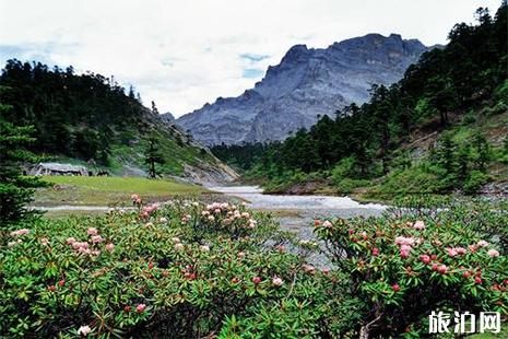 香格里拉杜鹃花海在哪里