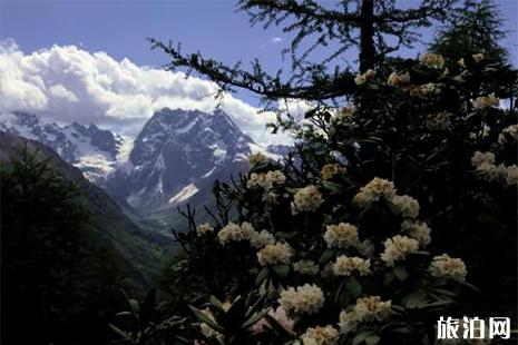 香格里拉杜鹃花海在哪里