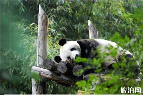 北京动物园门票 北京动物园停车 北京动物园攻略