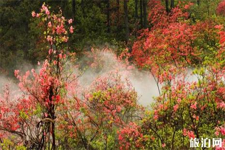 2019磐安高姥山杜鹃花节时间 高姥山在哪里