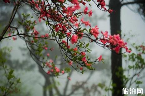 2019磐安高姥山杜鹃花节时间 高姥山在哪里