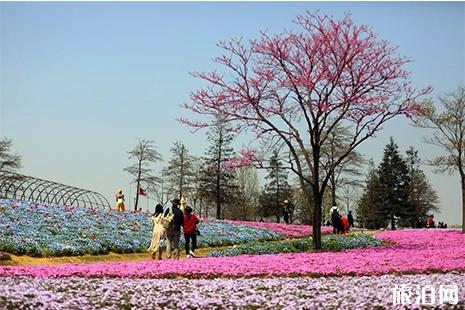 2019上海辰山植物园月季花展 附赏花攻略