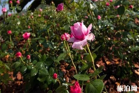 2019上海辰山植物园月季花展 附赏花攻略