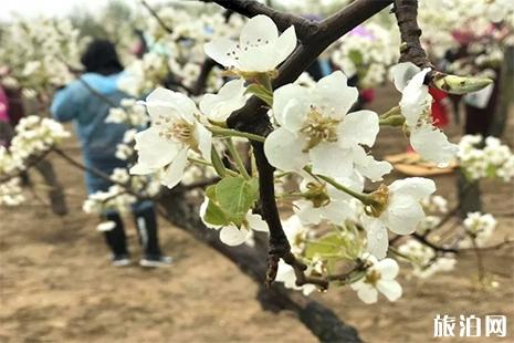 2019扬州万花会 赏花信息