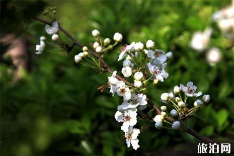 2019扬州万花会 赏花信息