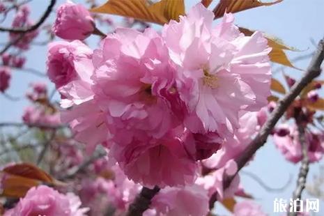 2022大连龙王塘樱花园门票及交通指南