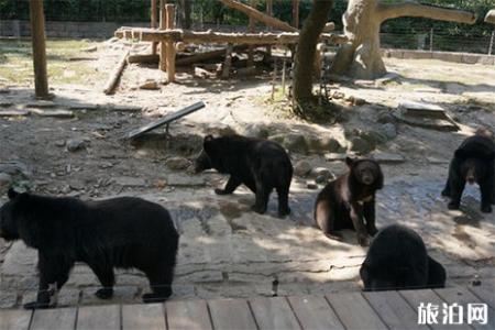 上海野生动物园门票 上海野生动物园营业时间 上海野生动物园攻略