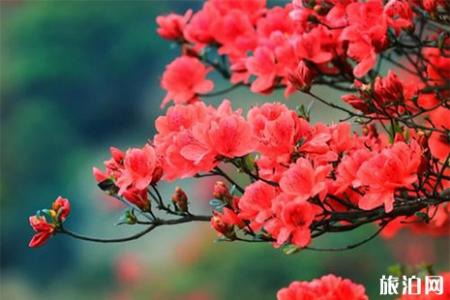 2019无锡惠山古镇杜鹃花攻略 附活动时间信息