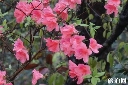2019无锡惠山古镇杜鹃花攻略 附活动时间信息