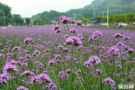 重庆薰衣草花海在哪里