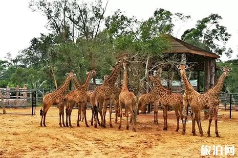 2019五一海南熱帶野生動植物園優惠信息