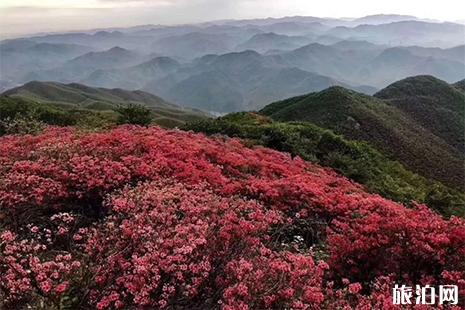 2019余杭百丈杜鵑花節4月20日開啟