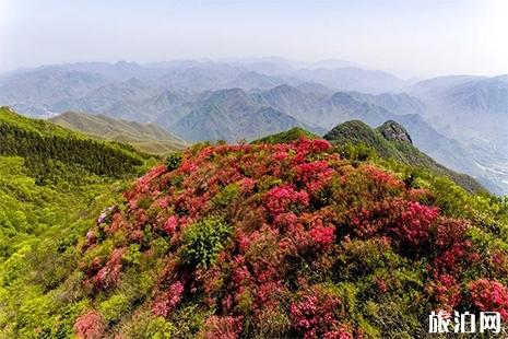 2019余杭百丈杜鹃花节4月20日开启