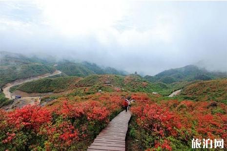 大围山赏花攻略