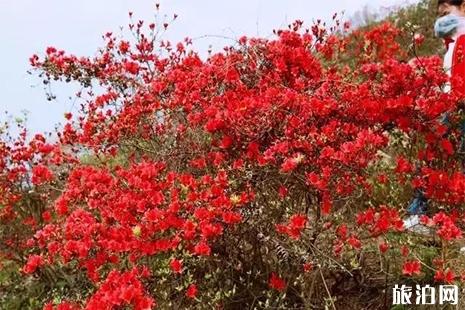 2019峃前白龙山杜鹃花节4月20日开启