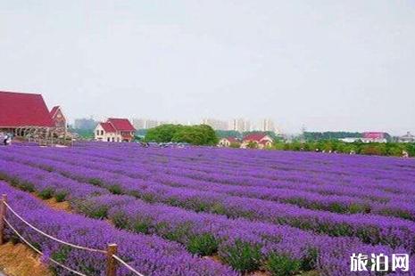 雪浪山薰衣草花期2019 2019雪浪山薰衣草没有雅花节活动攻略