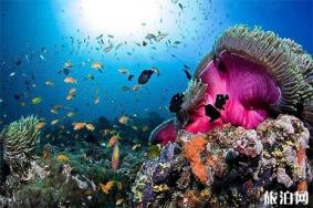 富国海底世界和太平洋海底世界哪个好玩