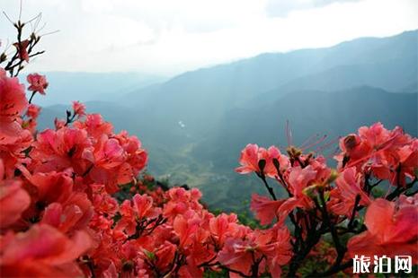 廣東連山縣金子山杜鵑花攻略