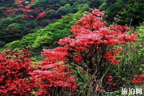 廣東連山縣金子山杜鵑花攻略