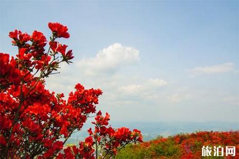 2019石城八卦脑杜鹃花节几月份开