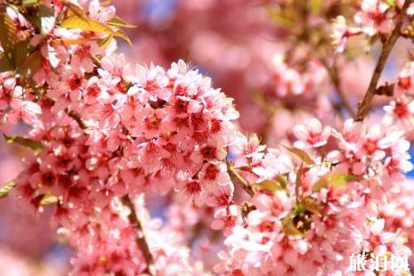 大连旅顺2019年樱花节时间+门票+交通
