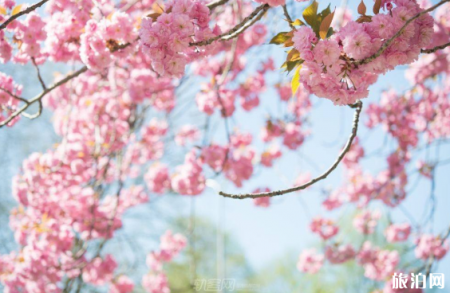 大连旅顺2019年樱花节时间+门票+交通