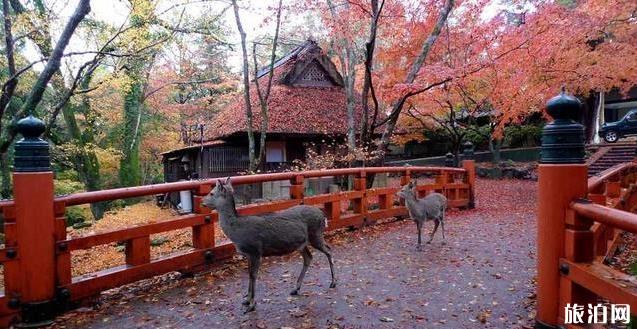 往日本旅游必往的景面