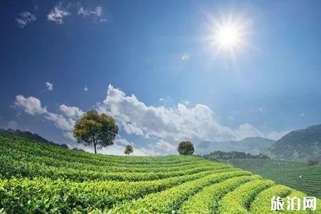 上海茶博会2019年时间表 2019年上海春季茶博会活动攻略