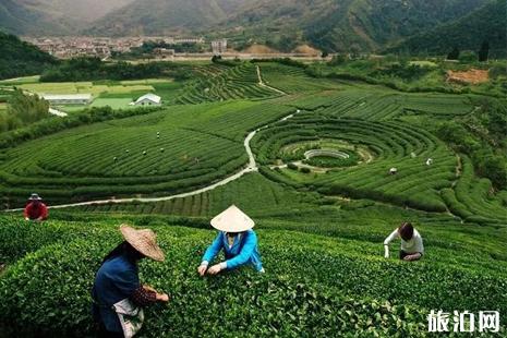 2019昆明茶博会什么时候开+地址+交通 2019昆明茶博会活动攻略