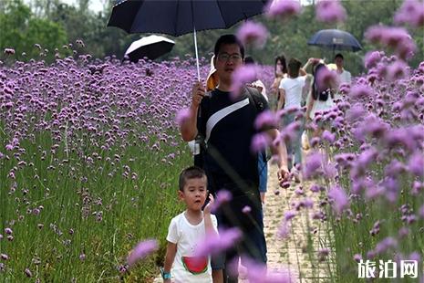 南寧龜山濱江公園馬鞭草觀賞指南