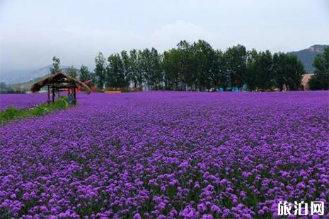 南寧龜山濱江公園馬鞭草觀賞指南