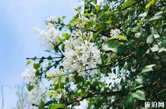 西安哪里可以摘槐花 西安槐花几月份开花