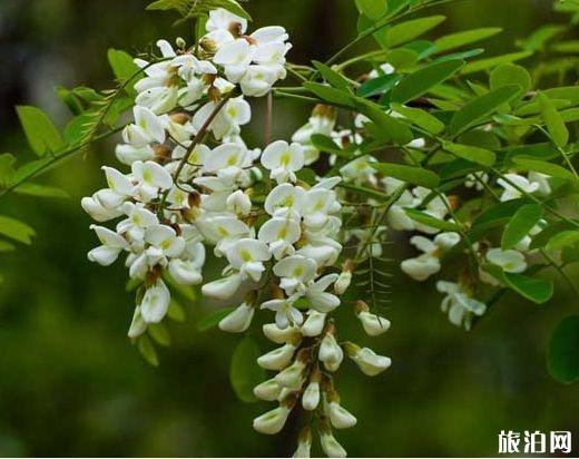 西安哪里可以摘槐花 西安槐花幾月份開花