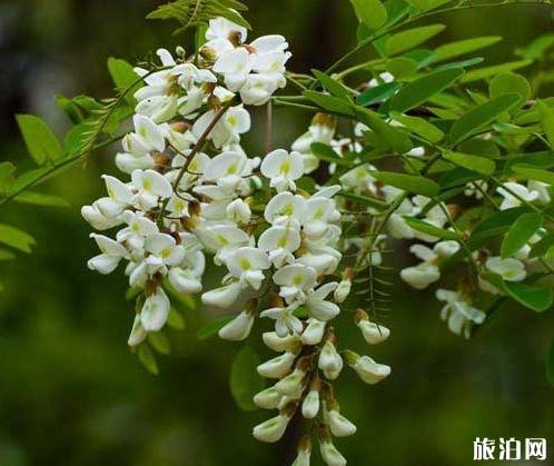 西安哪里可以摘槐花 西安槐花几月份开花