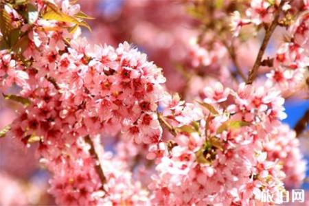 宁波余姚大岚镇樱花花期