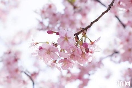 宁波余姚大岚镇樱花花期