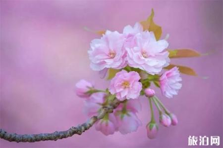 宁波余姚大岚镇樱花花期