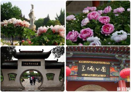 2019洛阳牡丹花会时间地点+交通