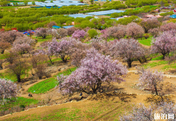 五一去林芝还有桃花吗 2019年林芝墨脱地震影响旅行吗