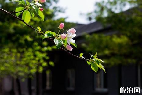 北京海棠花賞花地推薦 地點+公園介紹