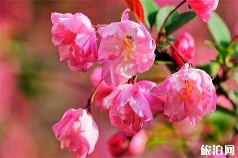 北京海棠花賞花地推薦 地點+公園介紹