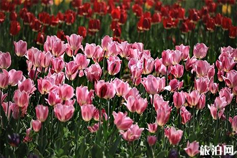 洛阳豪泽国际郁金香花海门票信息