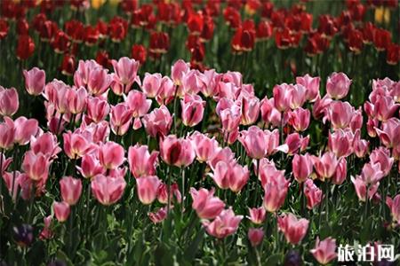 2019洛阳豪泽郁金香花海芍药花季4月26日开启