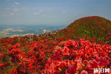 2019贵州丹寨龙泉山杜鹃花节 五一杜鹃花还有吗