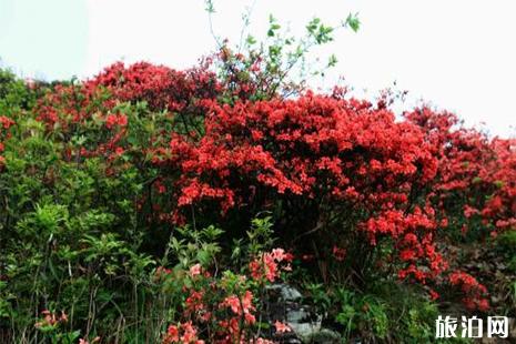 2019贵州丹寨龙泉山杜鹃花节 五一杜鹃花还有吗