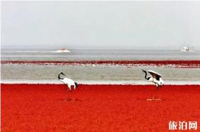 红海滩国家风景廊